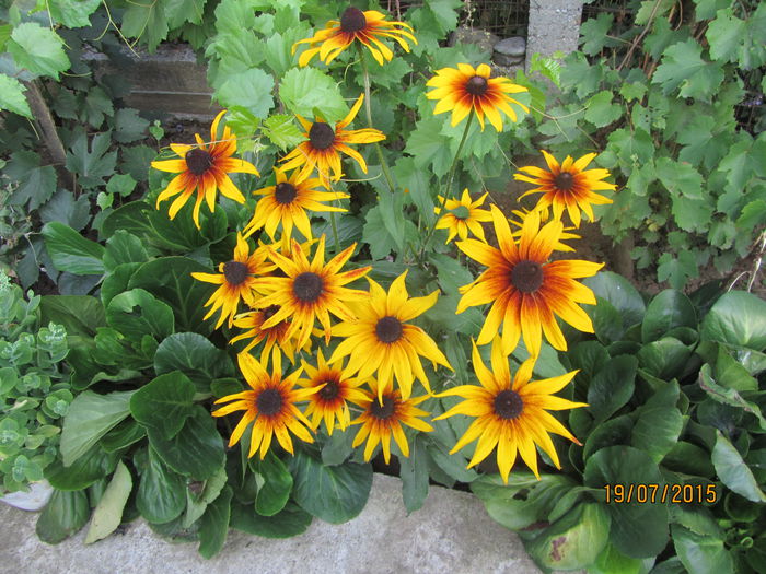 IMG_0246 - Flori de gradina-2015Vara