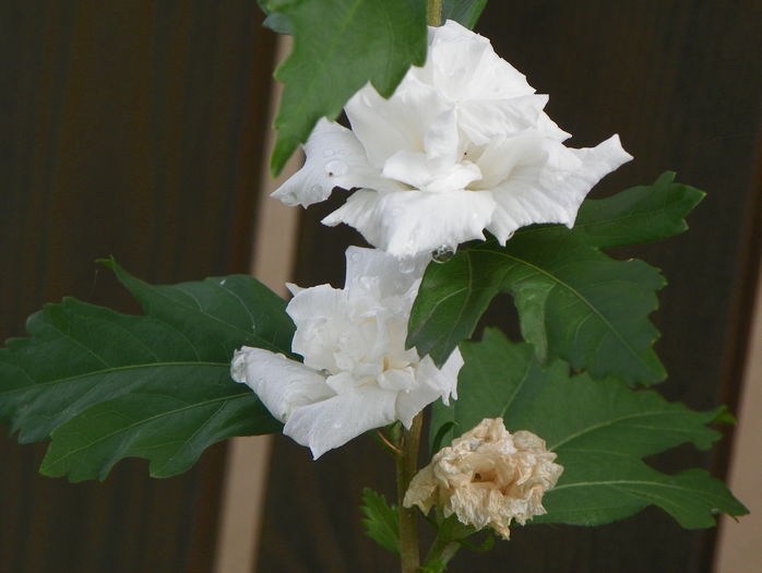 hibiscus syr. Jeanne dArc - Copacei si arbusti 2015