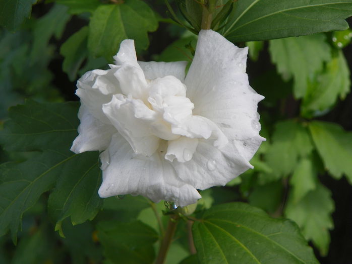 hibiscus syr. Jeanne dArc - Copacei si arbusti 2015