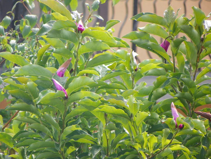 magnolia Susan - Copacei si arbusti 2015