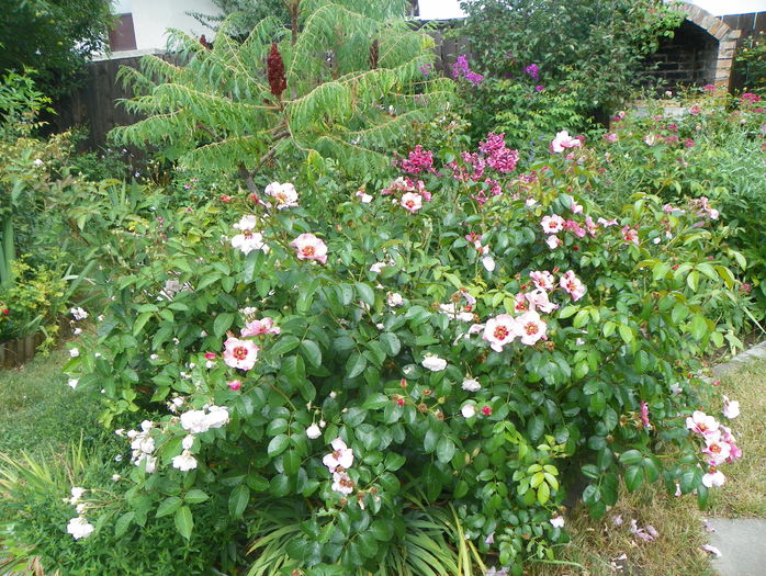 31 iul 046 - Gradina 2015