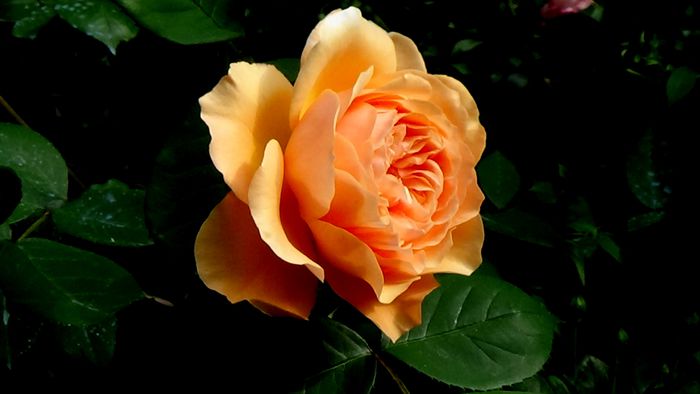 Lady Emma Hamilton