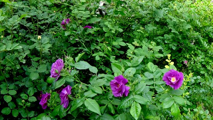 Rhapsody in Blue