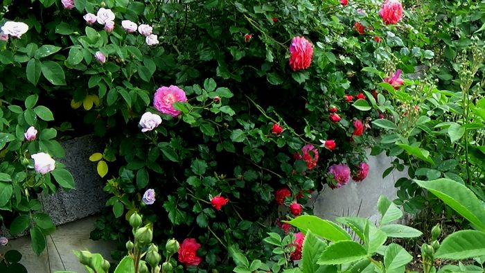 DSC01200