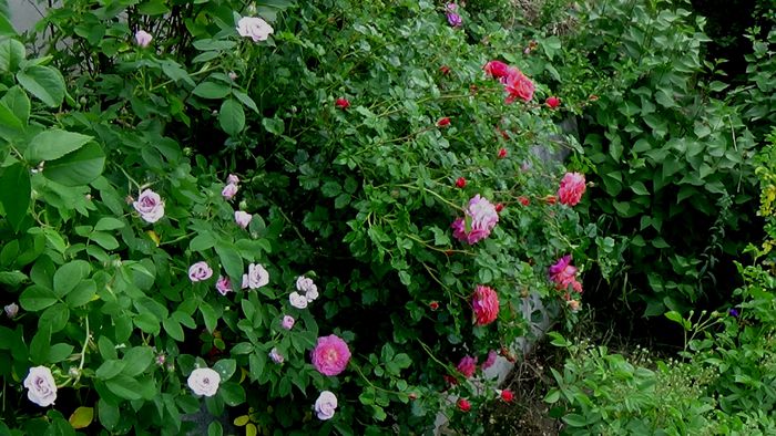DSC01201