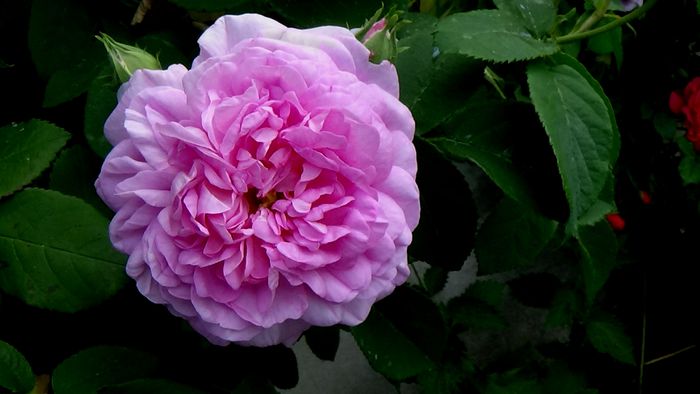 Ispahan