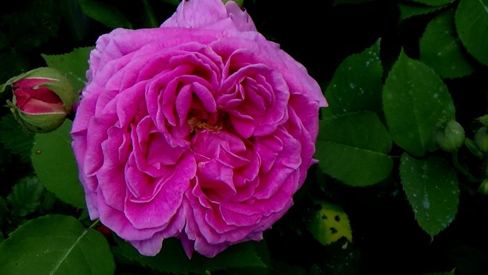 Rose de Rescht? - TRANDAFIRI 2015 I