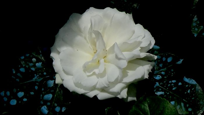 DSC01313