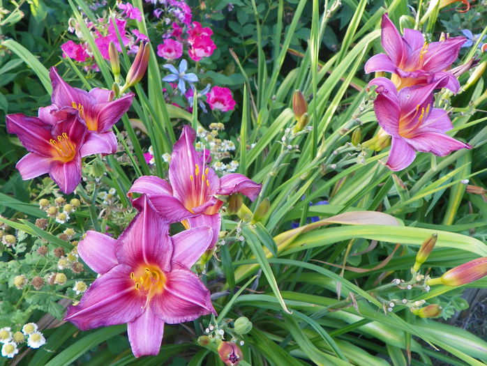 Chicago Royal Robe - preferatul meu