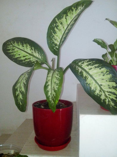 DIEFFENBACHIA: Planta 1; La schimb cu alte plante. Se livreaza fara ghiveci. Are in jur de 40cm.
