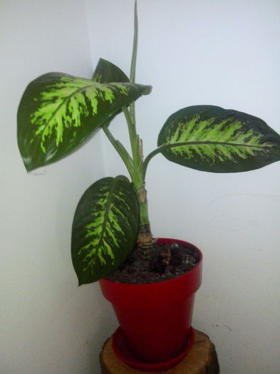 DIEFFENBACHIA : Planta 2; La schimb cu alte plante. Se livreaza fara ghiveci. Are in jur de 40cm.
