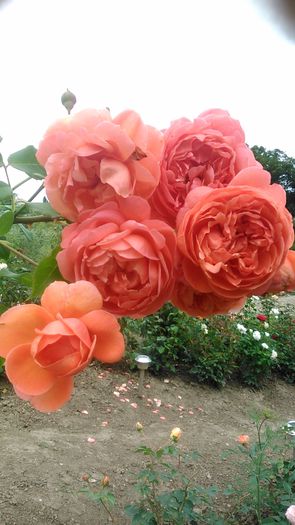 DSC_1109 - TRANDAFIRI 2015 III