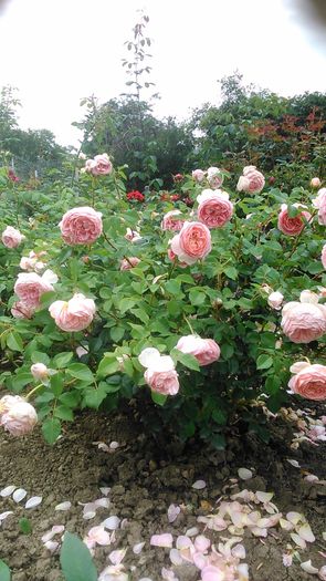 DSC_1111 - TRANDAFIRI 2015 III