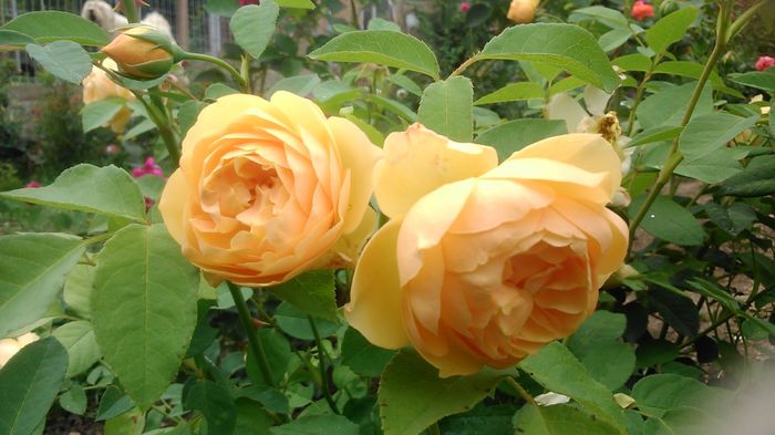 DSC_1114 - TRANDAFIRI 2015 III