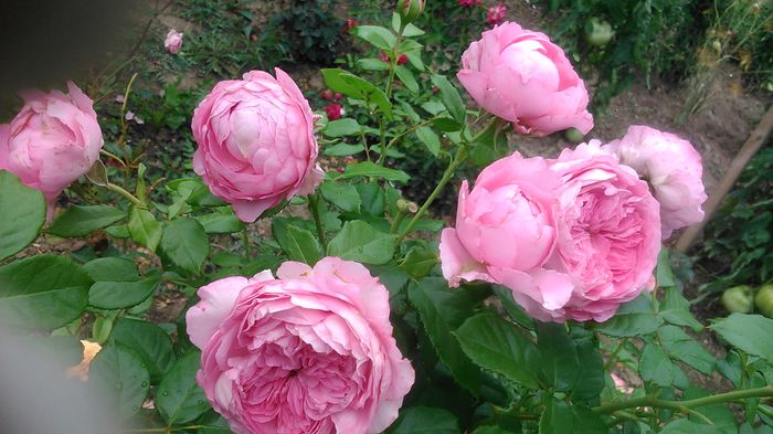 DSC_1116 - TRANDAFIRI 2015 III