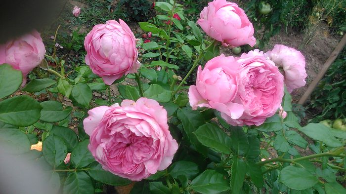 DSC_1117 - TRANDAFIRI 2015 III