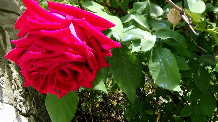 Crimson Glory CLB.