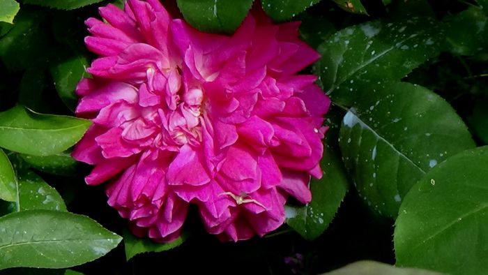 Sophie's Rose