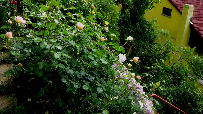 DSC01500