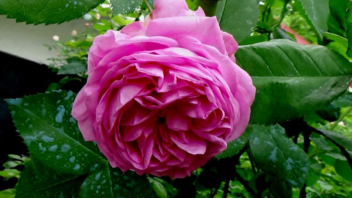 Mme Louise Odier
