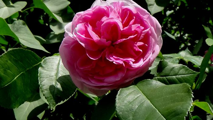 Gertrude Jekyll