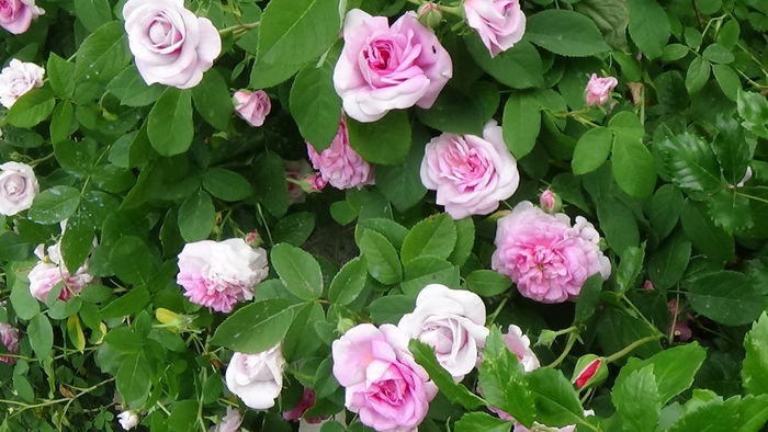 Ispahan