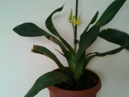 Brasia - Orhidee