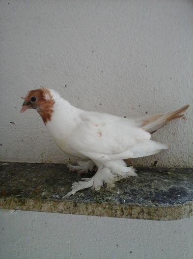 052vandut