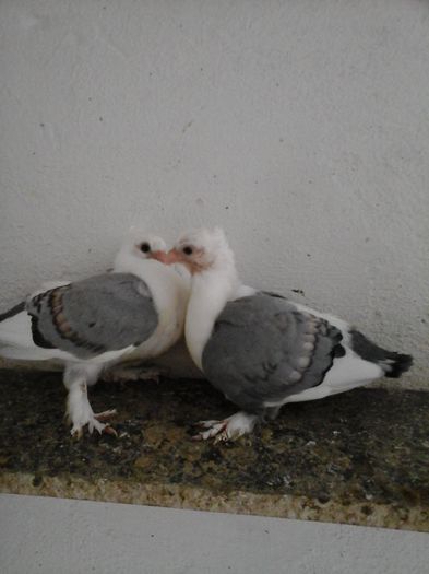 053vandutii
