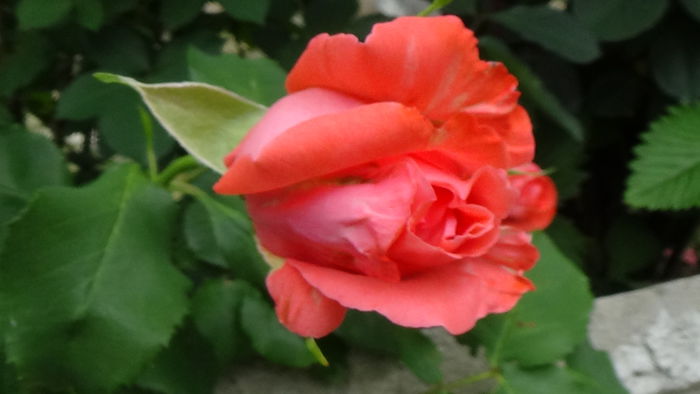 DSC01650