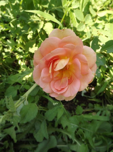 DSCF4126 - Trandafiri