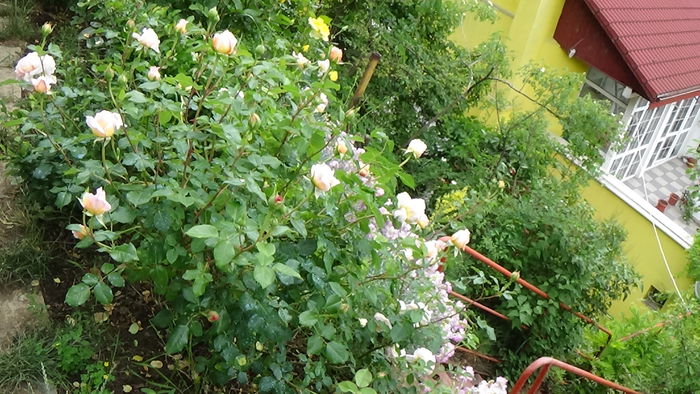 DSC01672