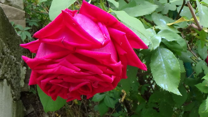 Crimson Glory