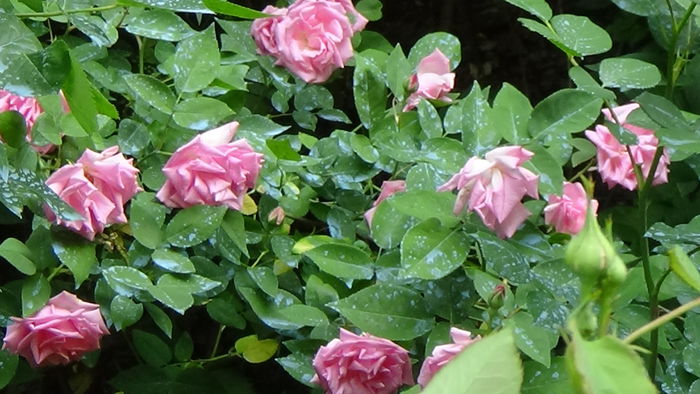 Zephirine Drouhin