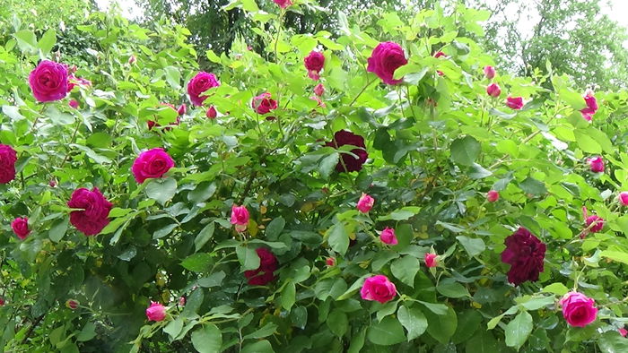 Munstead Wood