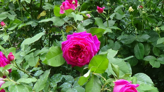 DSC01720