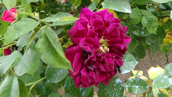 DSC01726