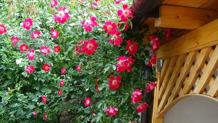DSC01730