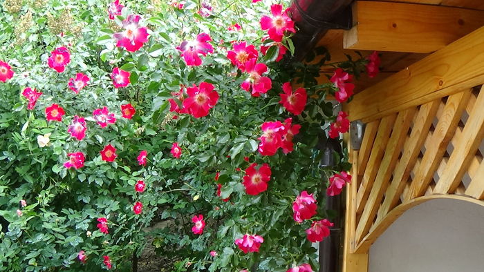DSC01731