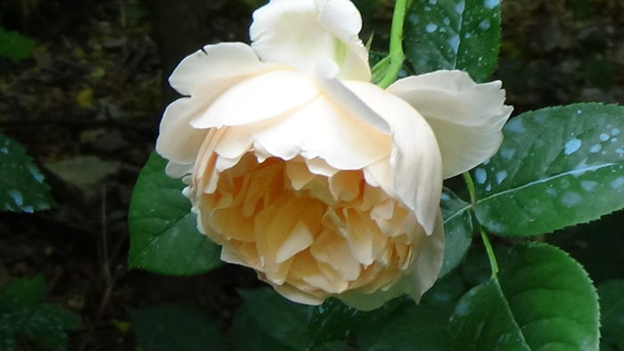 Ambridge Rose