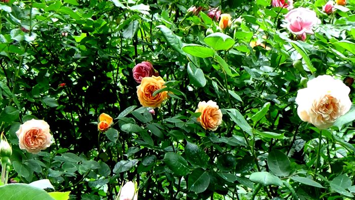 DSC01739