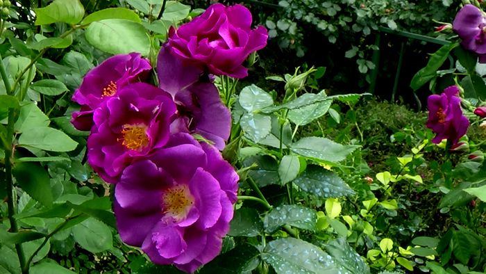 Rhapsody in Blue