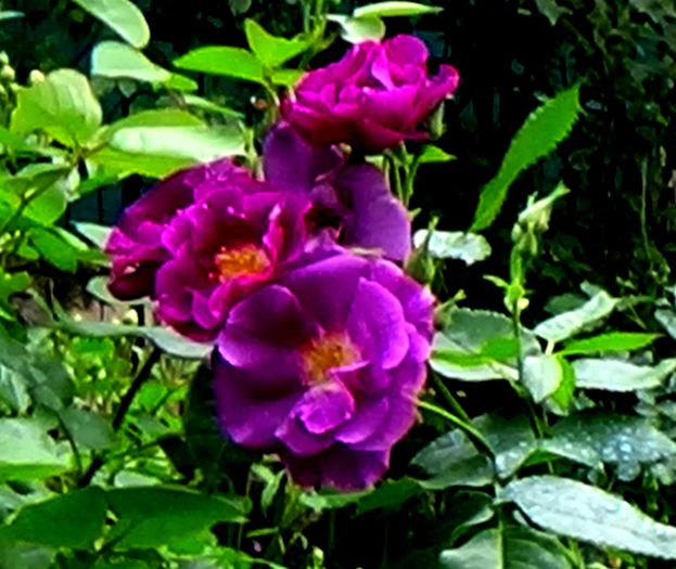 DSC01749