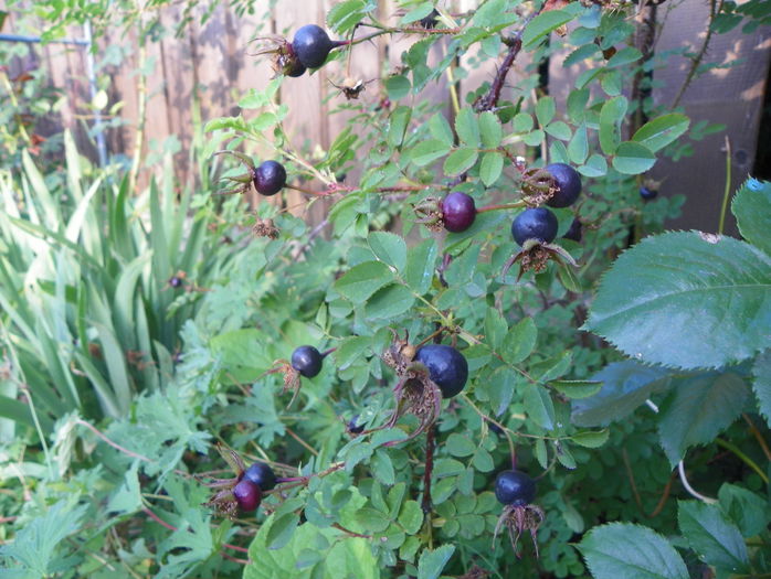 Single Cherry - macese