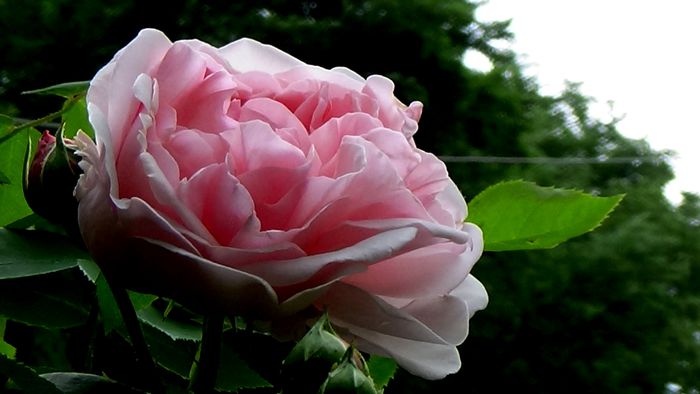 Eglantine