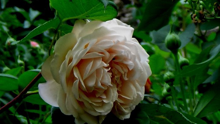 A Shropshire Lad