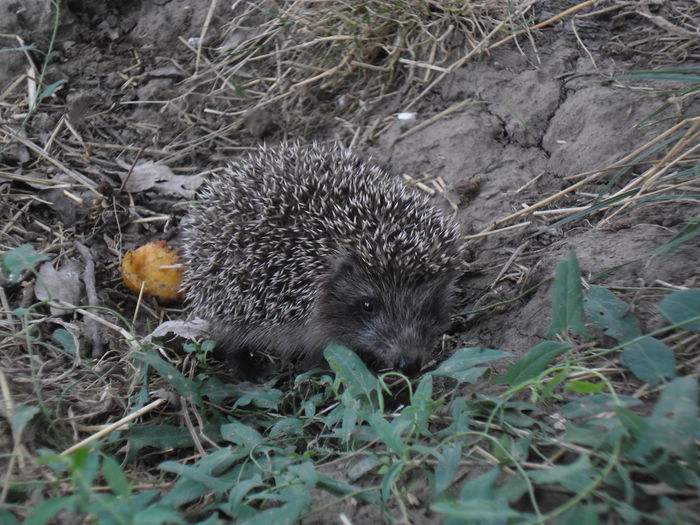 SAM_9957 - DE PRIN NATURA