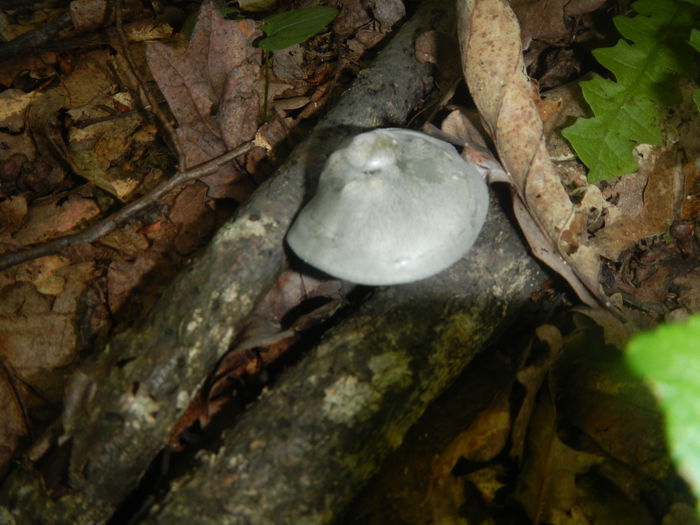 DSCN5260 - Clitocybe odora