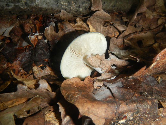 DSCN5264 - Clitocybe odora