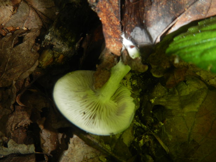 DSCN5267 - Clitocybe odora